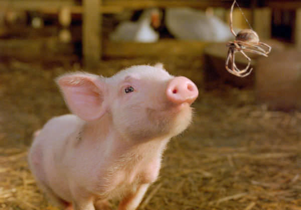 Wilbur and Charlotte in Paramount Pictures carlotte's Web Wilbur and Charlotte from Paramount Picture's Charlotte's Web