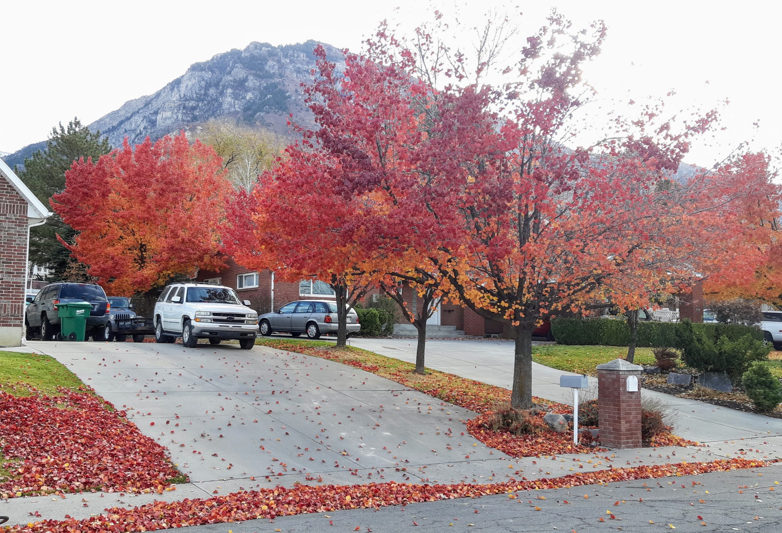 One tree species' leaves showing red, orange, and yellow