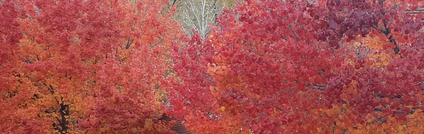 A swath of red, orange, and yellow on one species of tree