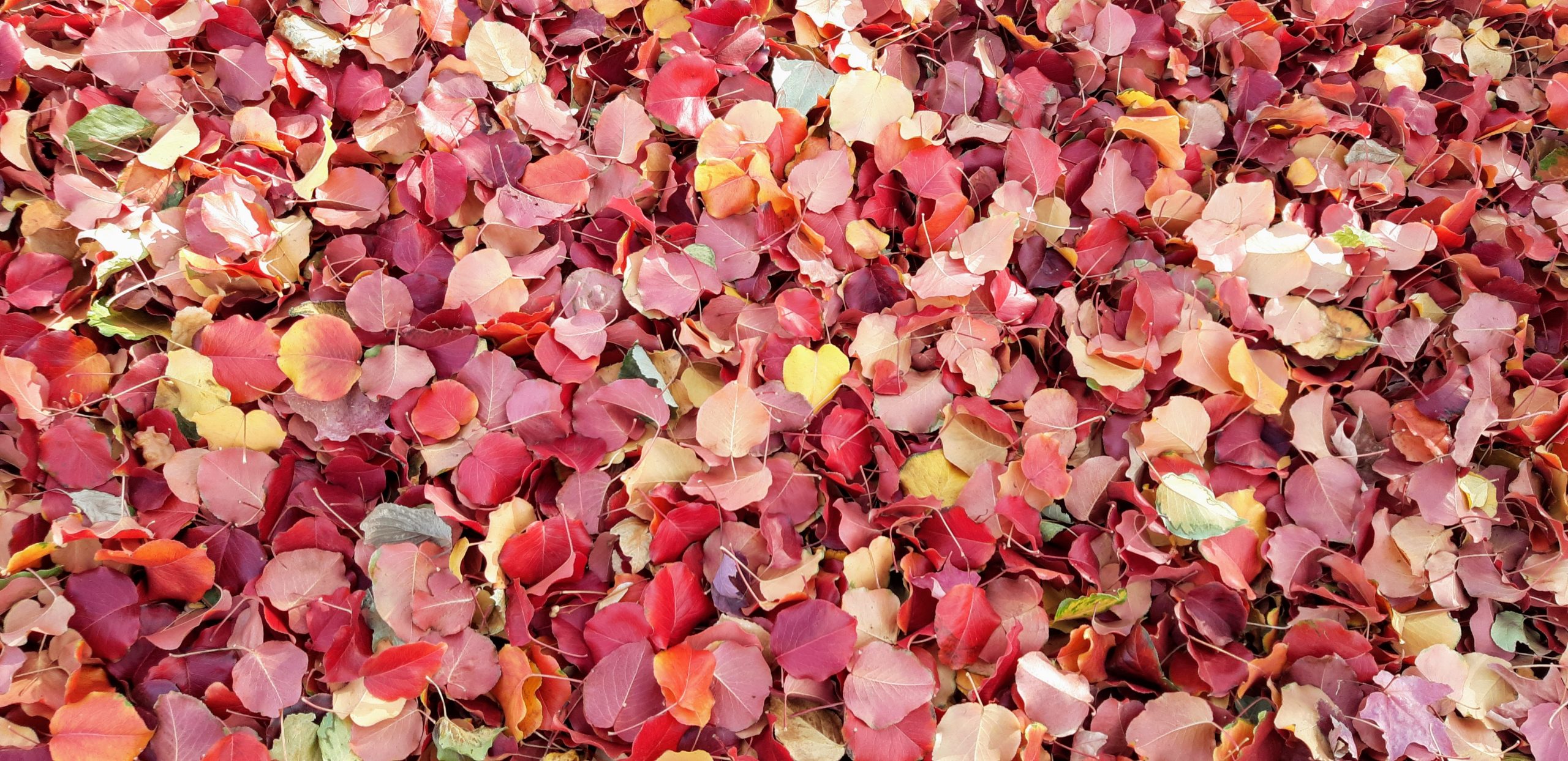 How can one tree produce red, orange and yellow leaves?